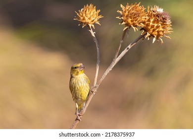 The European Greenfinch In Its Perch