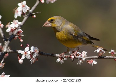 The European greenfinch or simply the Greenfinch , Chloris chloris,  perching on a branch of blooming Japanese plums with beautiful pink flowers.Songbirds. - Shutterstock ID 2140524253