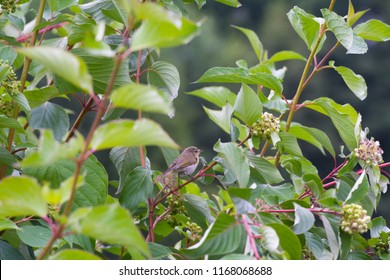 European Greenfinch Sits On A Bright Branch Of Bloodtwig Dogwood