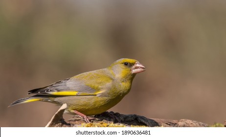 European Greenfinch. Yellow songbird sitting on the branch