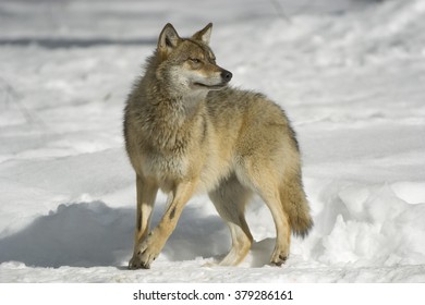 European Grey Wolf