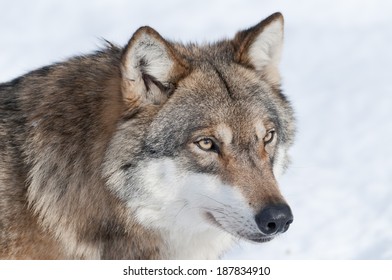 European Grey Wolf, Canis Lupus