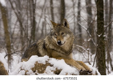 European Grey Wolf (Canis Lupus Lupus)