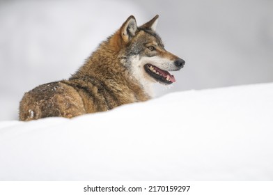 European Grey Wolf In Winter (canis Lupus)