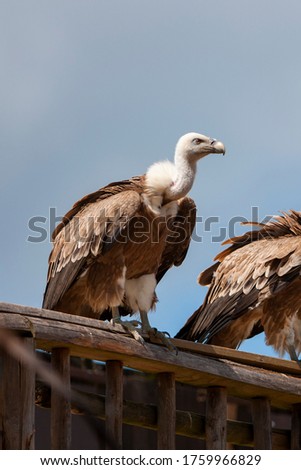 Similar – Foto Bild Griffon Vulture (Gyps fulvus) freigegeben