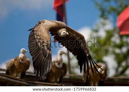 Similar – Foto Bild Griffon Vulture (Gyps fulvus) freigegeben