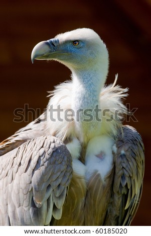 Similar – Foto Bild Griffon Vulture (Gyps fulvus) freigegeben