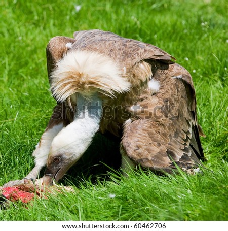 Similar – Foto Bild Griffon Vulture (Gyps fulvus) freigegeben