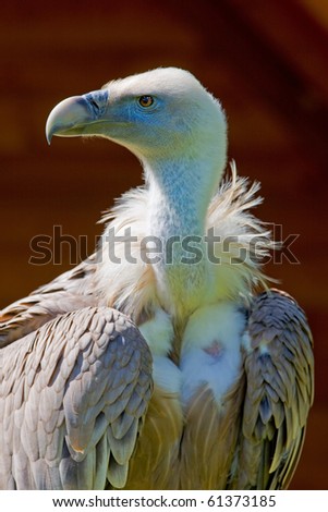 Similar – Foto Bild Griffon Vulture (Gyps fulvus) freigegeben