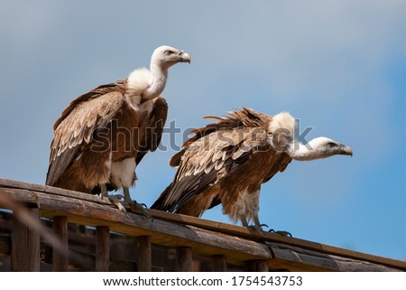 Similar – Foto Bild Griffon Vulture (Gyps fulvus) freigegeben