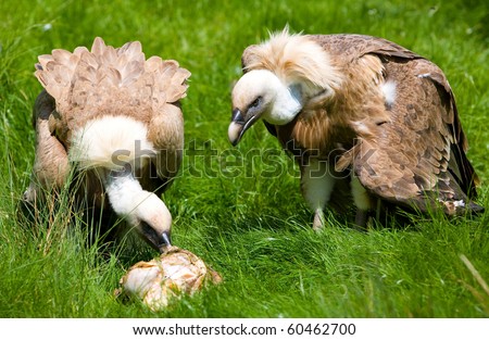 Similar – Foto Bild Griffon Vulture (Gyps fulvus) freigegeben