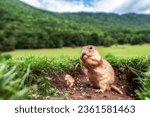 European ground squirrel eating food in national park Muranska planina in Slovakia.