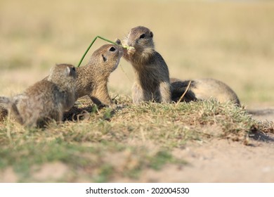 European Ground Squirrel, Lat. Spermophilus Citellus