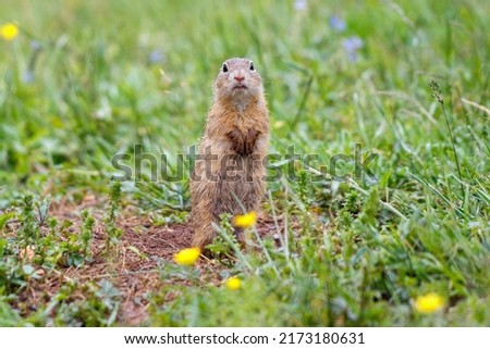 The European ground squirrel in The Muranska planina plateau national park in central Slovakia, Europe