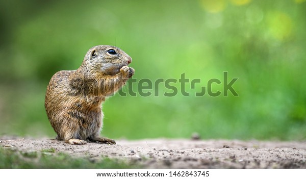 European ground squirrel on green meadow\
panorama photo. Spermophilus\
citellus