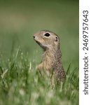 European ground squirrel or souslik, Spermophilus citellus, single mammal on grass, Austria, May 2024