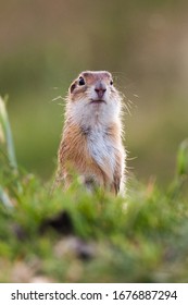 European Ground Squirrel (Spermophilus Citellus), European Souslik