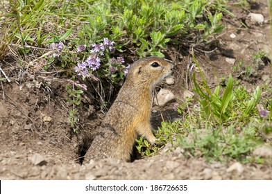 European Ground Squirrel (Spermophilus Citellus) 