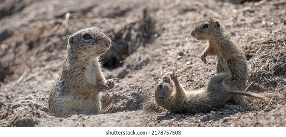 European Ground Squirrel, Spermophilus Citellus