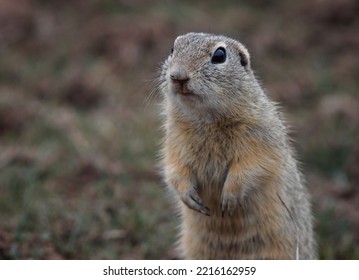  European Ground Squirrel (Spermophilus Citellus)