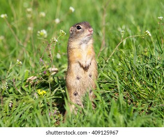 European ground squirrel, Spermophilus citellus