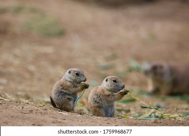 European Ground Squirrels (Spermophilus Citellus)