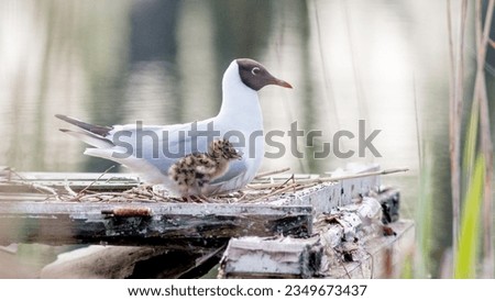 European gull with a small chick in the nest in spring