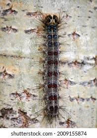 A European Gypsy Moth Caterpillar