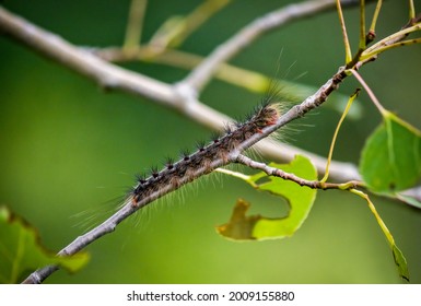 A European Gypsy Moth Caterpillar On A Branch