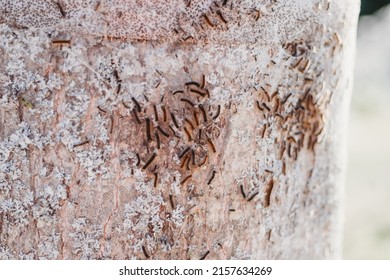 European Gypsy Moth Destroying Trees