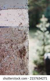 European Gypsy Moth Destroying Trees