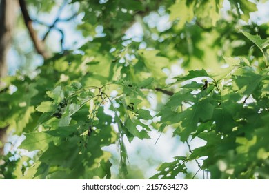 European Gypsy Moth Destroying Trees