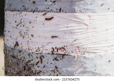 European Gypsy Moth Destroying Trees