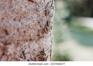 European Gypsy Moth Destroying Trees