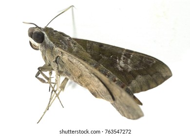 European Gypsy Moth Isolated On White Background