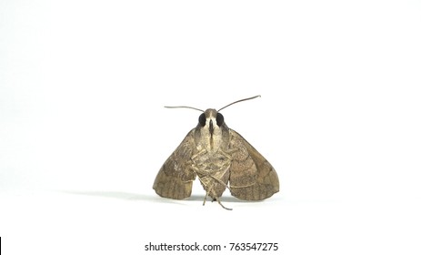 European Gypsy Moth Isolated On White Background