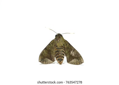 European Gypsy Moth Isolated On White Background