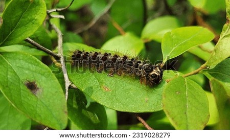 European Gypsy Moth (Lymantria dispar dispar) Weiser State Forest Pennsylvania USA