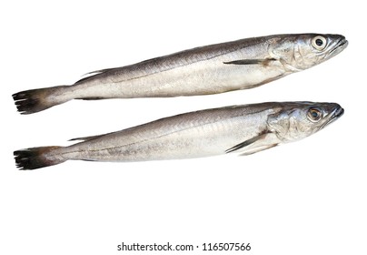 European Hake Fish Isolated Over White Background