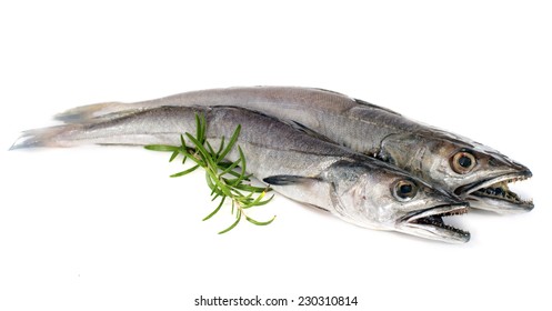 European Hake In Front Of White Background