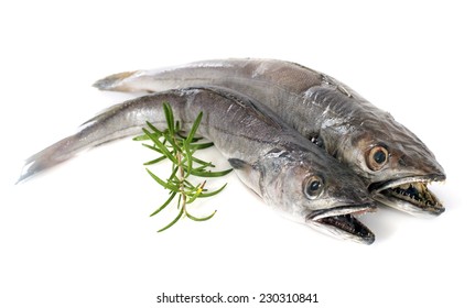 European Hake In Front Of White Background