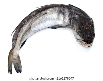 European Hake On A White Background