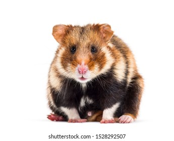 Mature Video Hamster