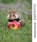 European hamster, Cricetus cricetus single mammal in grass with apple, Vienna, Austria, May 2024