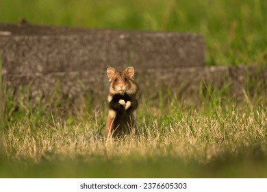 European hamster is hiding in grass. Rare hamster are looking for food. Orange and white rodent in Europe. Wildlife during summer time.  - Powered by Shutterstock