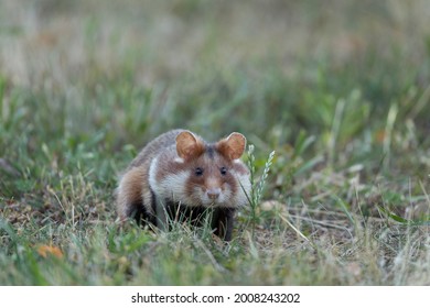 European Hamster In The Meadow. Hamster With Full Cheek. Wildlife In The Vienna Cemetery.