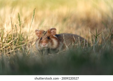 European Hamster In The Meadow. Hamster With Full Cheek. Wildlife In The Vienna Cemetery.