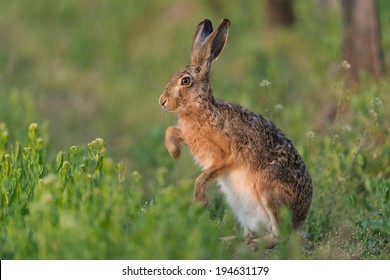 European Hare