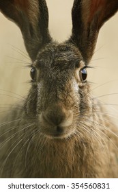 European Hare