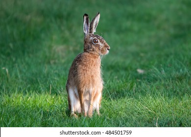 European Hare